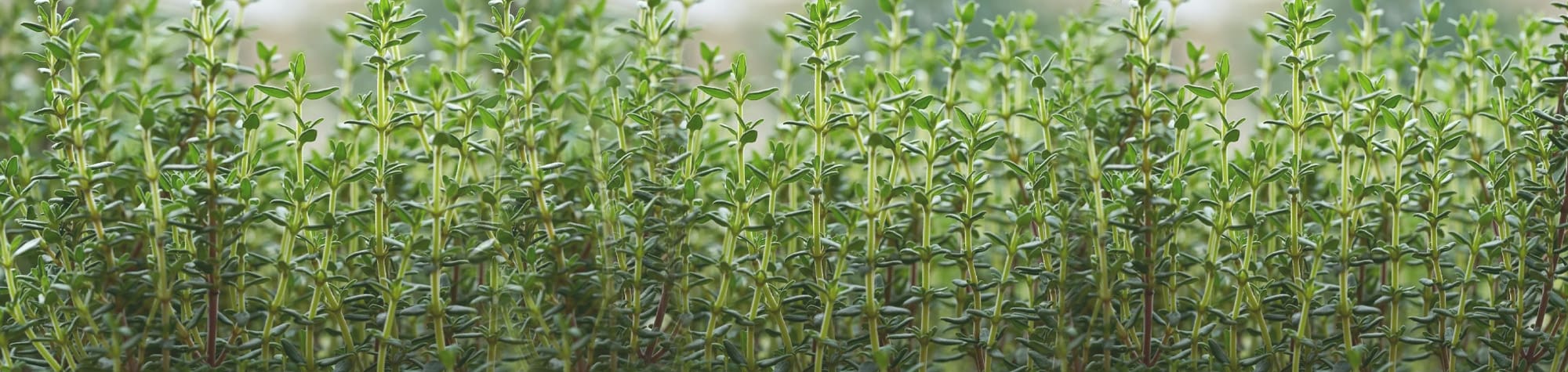Thyme